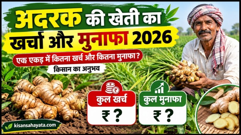 Adrak Ki Kheti Ka Kharcha Aur Munafa 2026 एक एकड़ में कितना खर्च और कितना मुनाफा किसान का अनुभव