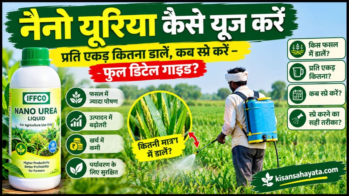 नैनो यूरिया कैसे यूज करें: प्रति एकड़ कितना डालें, कब स्प्रे करें – फुल डिटेल गाइड?